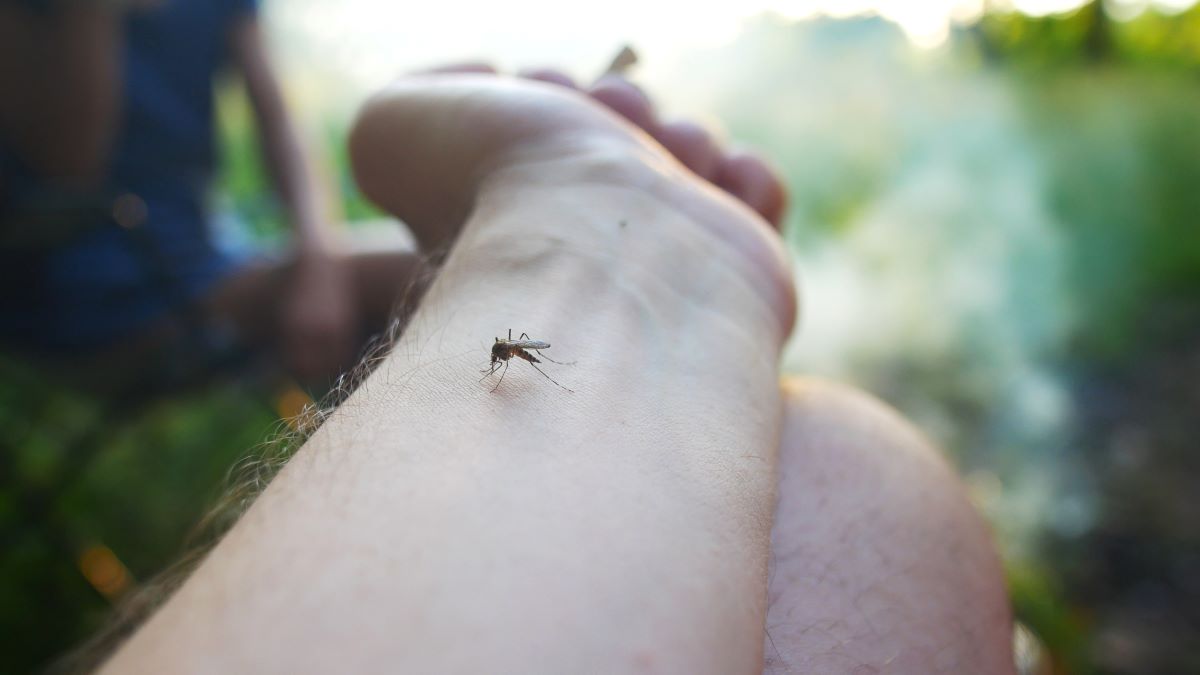 Insektenstiche im Rems-Murr-Kreis: Erste Hilfe und richtige 