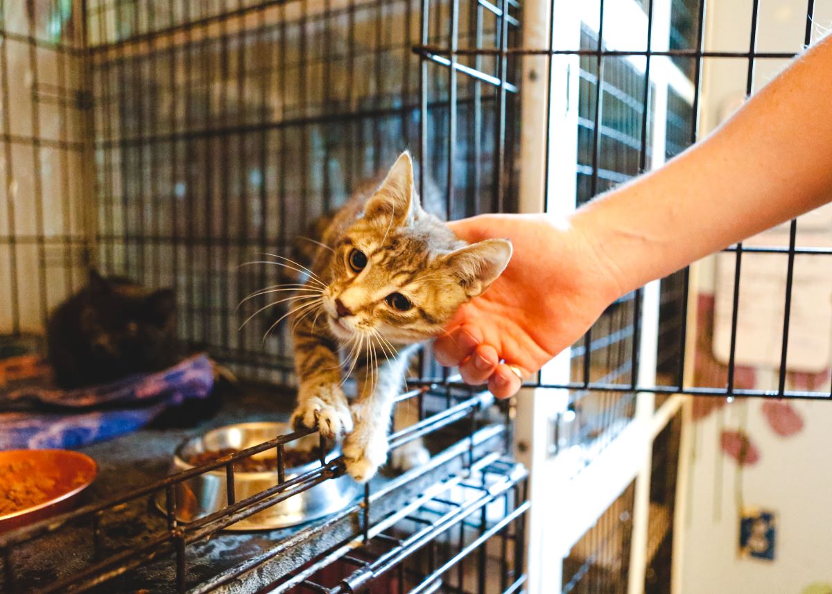 Katze mikrochippen im Rems-Murr-Kreis — Anleitung & Tipps