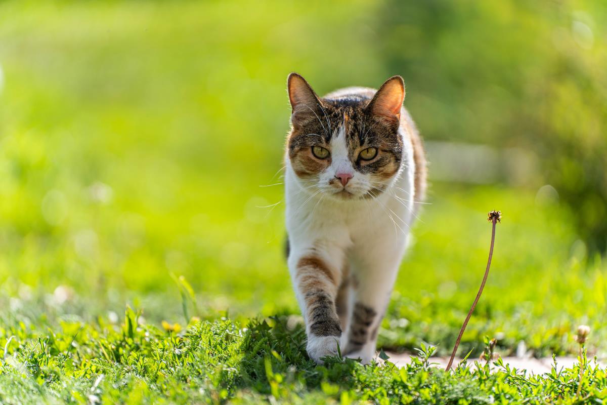 Freilaufende Katzen im Rems-Murr-Kreis — Rechte, Pflichten u