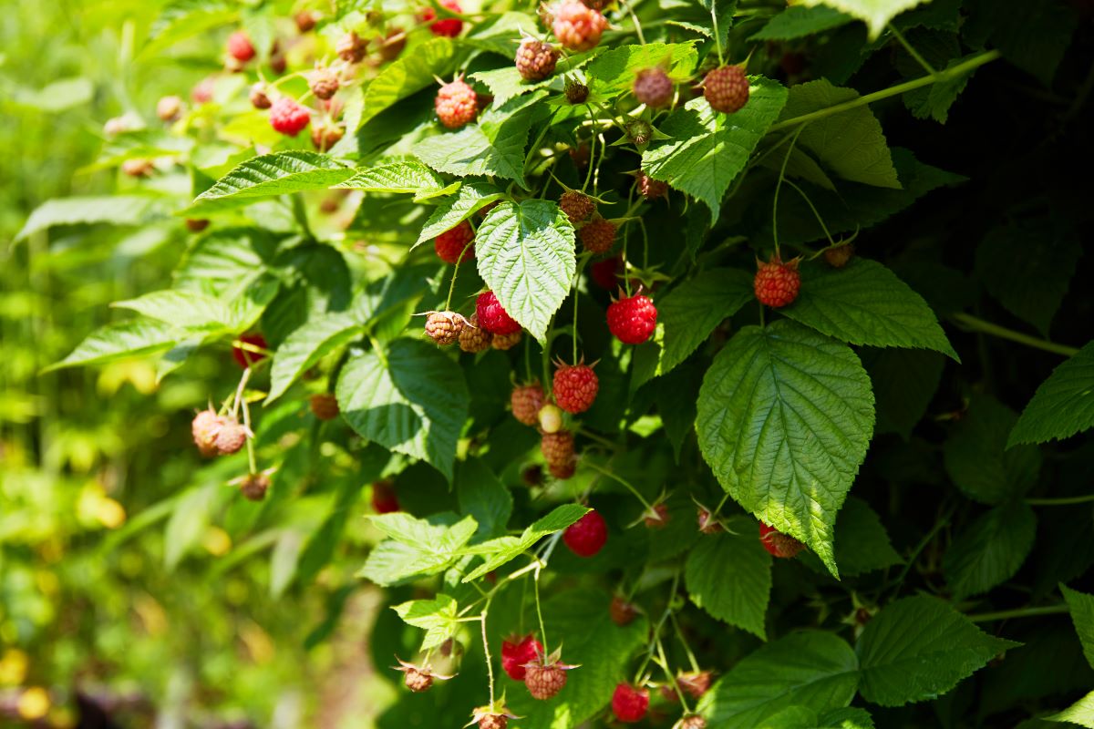 Streuobstwiese mit Hecke einfrieden im Rems-Murr-Kreis — was