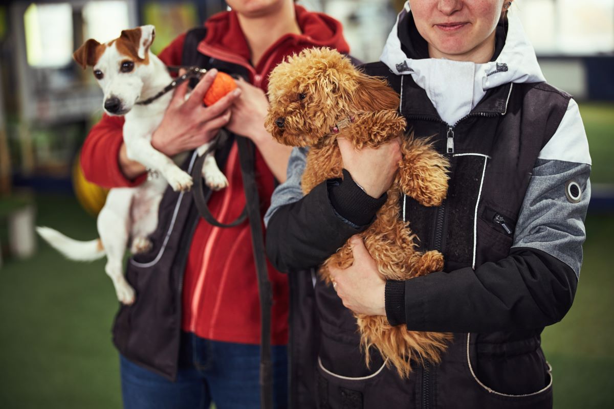 Tier adoptieren im Rems-Murr-Kreis statt kaufen | Leitfaden