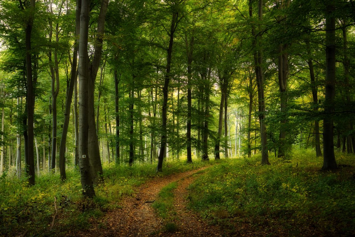 Wald-Ausflug mit Kindern im Rems-Murr-Kreis — Was ist erlaub